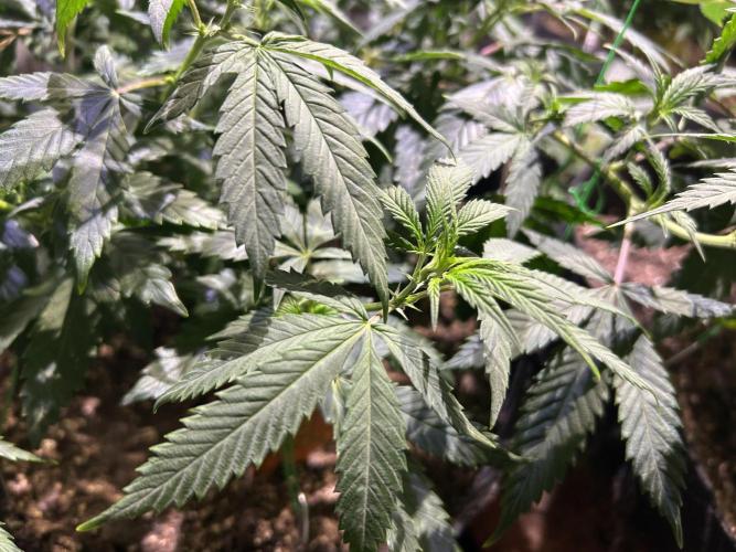 OSS - Do-Si-Dos OG. Week 13