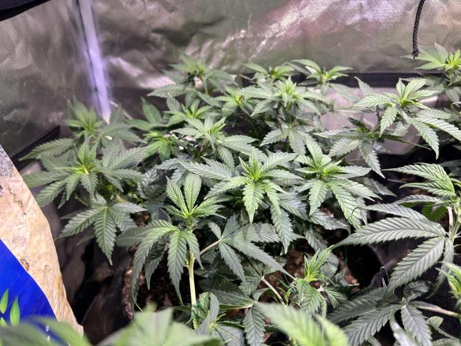 OSS - Sherbet Moonrocks. Week 13 - 11/29/25