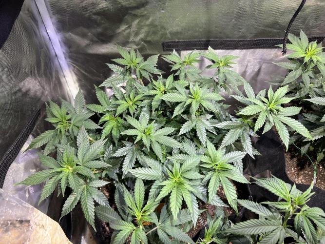 OSS - Sherbet Moonrocks. Week 13