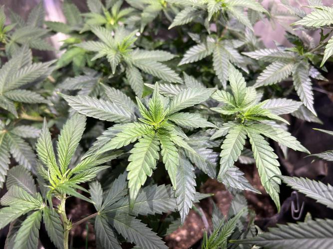 OSS - Sherbet Moonrocks. Week 13