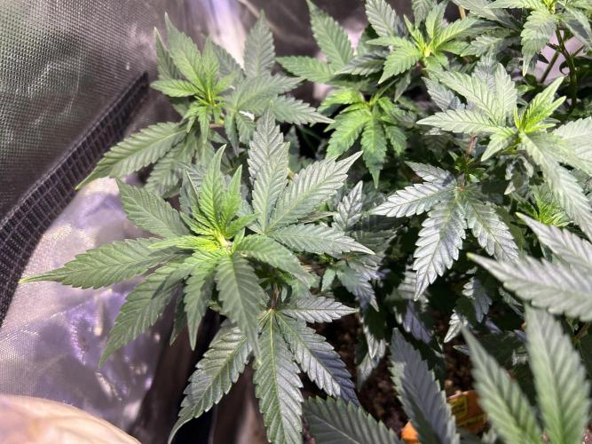 OSS - Sherbet Moonrocks. Week 13