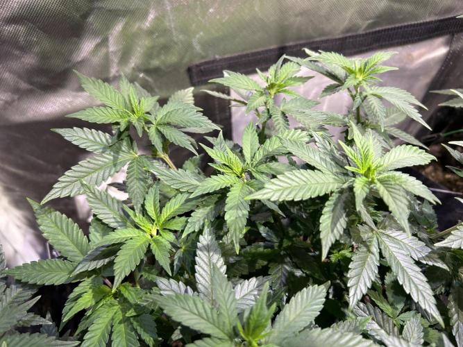 OSS - Sherbet Moonrocks. Week 13