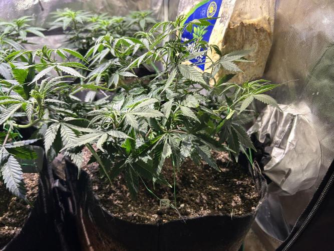 Kannabia - Pink Gelato. Week 13 - 11/29/25