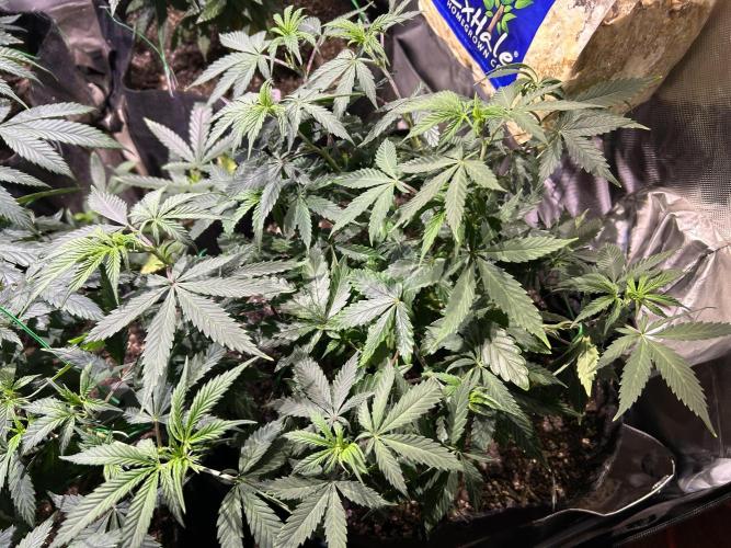 Kannabia - Pink Gelato. Week 13