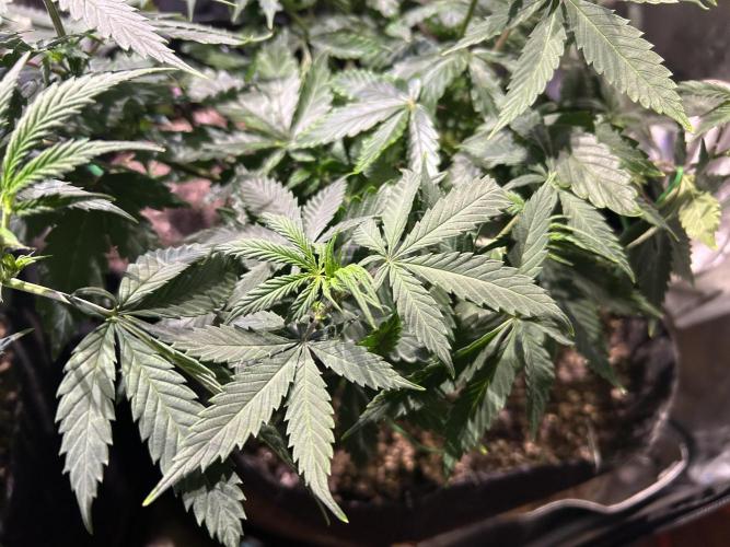 Kannabia - Pink Gelato. Week 13