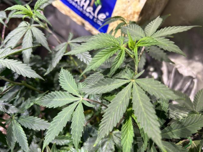 Kannabia - Pink Gelato. Week 13