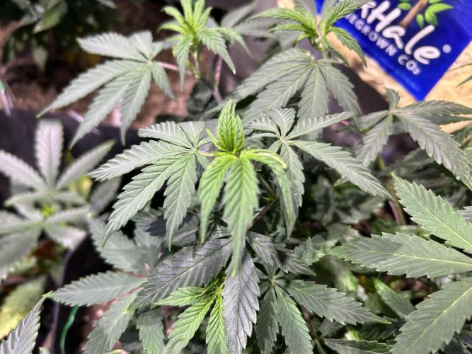 Kannabia - Pink Gelato. Week 13