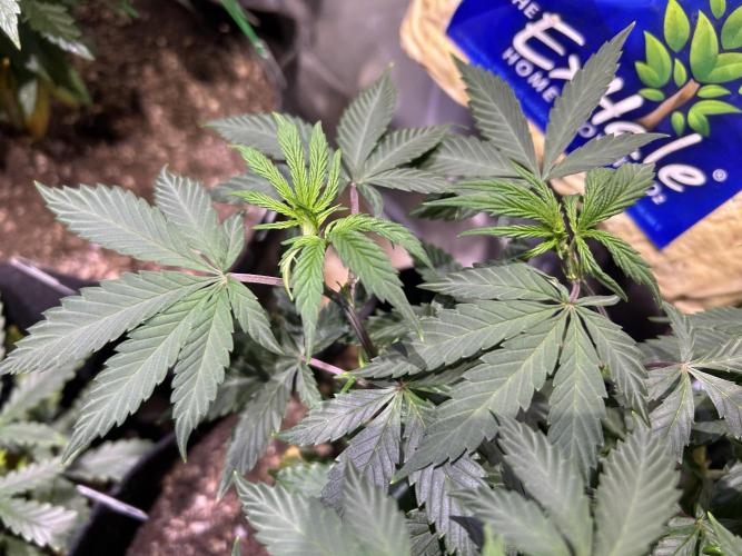 Kannabia - Pink Gelato. Week 13