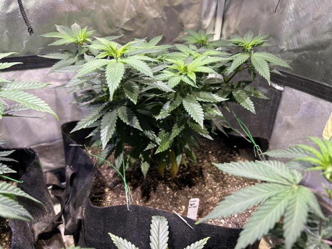 Kannabia - Apple Fritter. Week 13 - 11/29/25