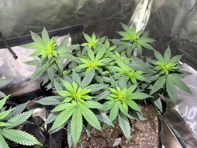 Kannabia - Apple Fritter. Week 13