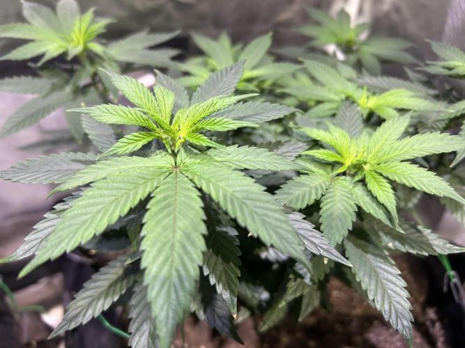 Kannabia - Apple Fritter. Week 13