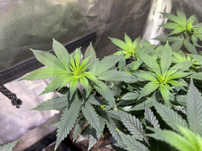 Kannabia - Apple Fritter. Week 13