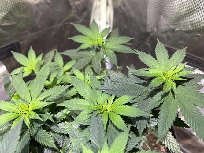 Kannabia - Apple Fritter. Week 13