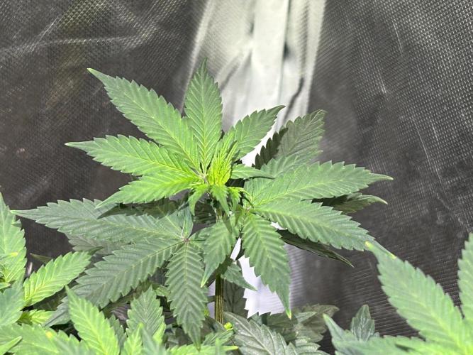 Kannabia - Apple Fritter. Week 13