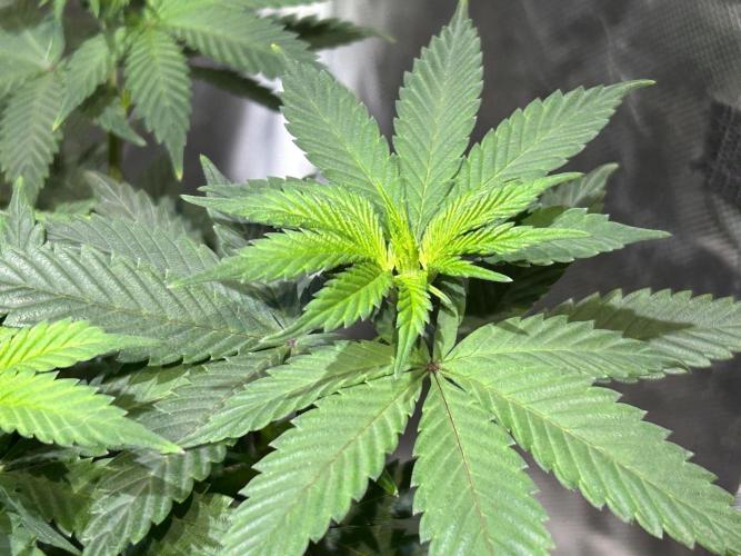 Kannabia - Apple Fritter. Week 13