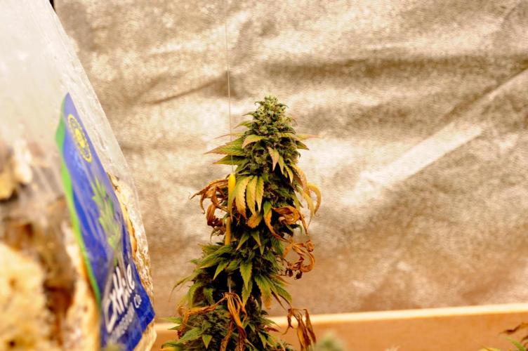 Kannabia - Rainbow Sherbet #11. Week 22