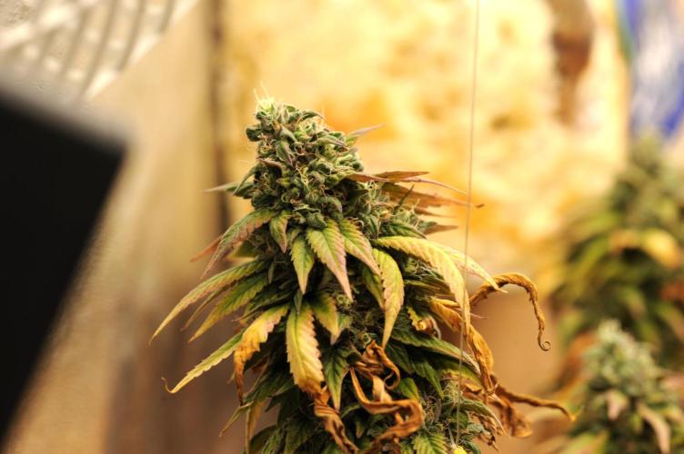 Kannabia - Rainbow Sherbet #11. Week 22