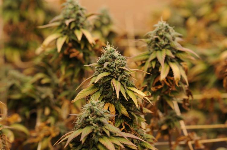 Kannabia - Rainbow Sherbet #11. Week 22