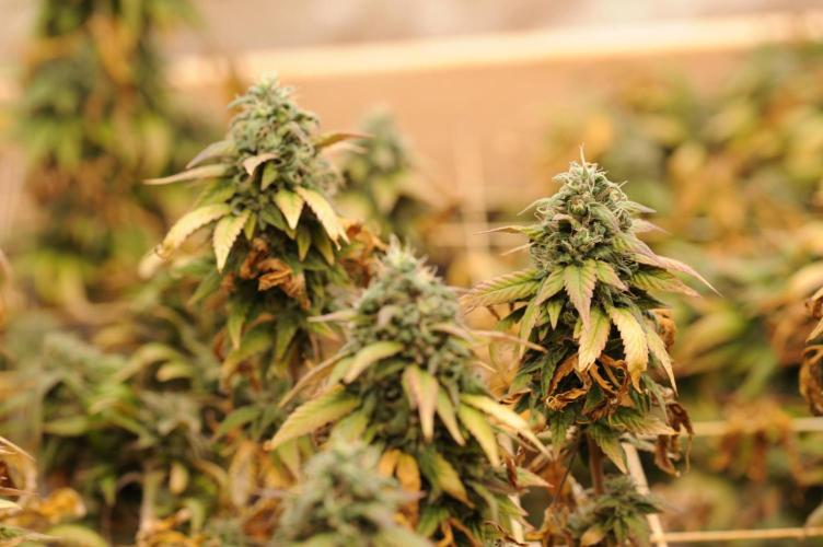 Kannabia - Rainbow Sherbet #11. Week 22