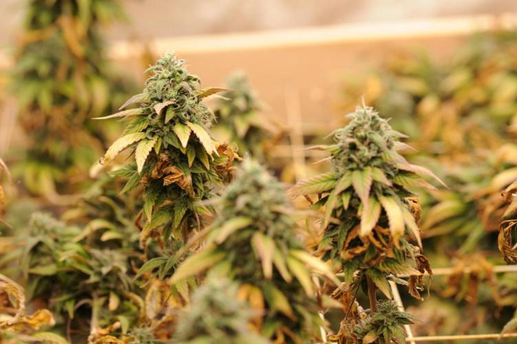 Kannabia - Rainbow Sherbet #11. Week 22