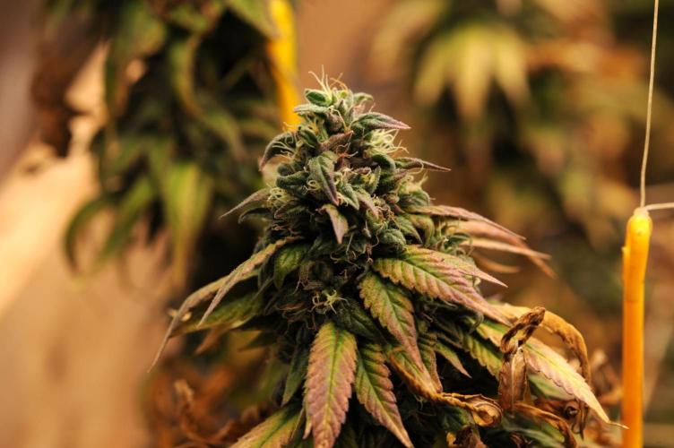 Kannabia - Rainbow Sherbet #11. Week 22