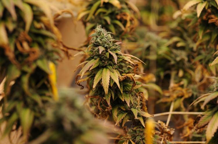 Kannabia - Rainbow Sherbet #11. Week 22