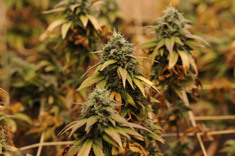 Kannabia - Rainbow Sherbet #11. Week 22