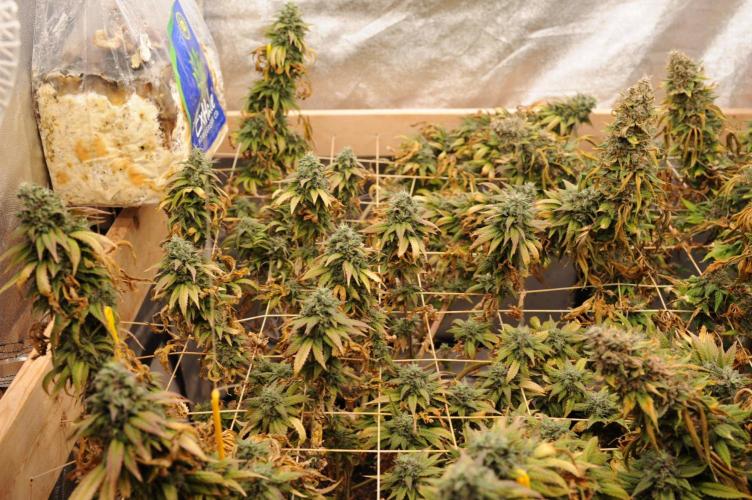 Kannabia - Rainbow Sherbet #11. Week 22