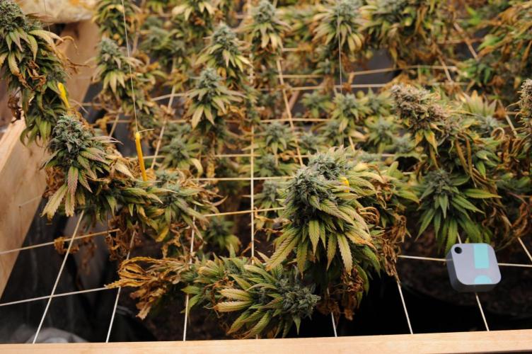 Kannabia - Rainbow Sherbet #11. Week 22