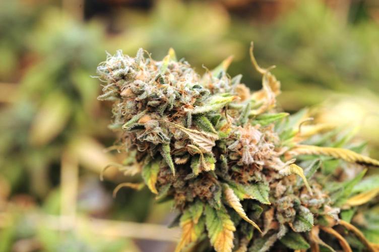 Kannabia - Oreoz USA. Week 22