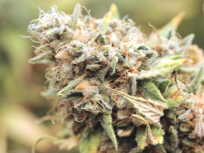 Kannabia - Oreoz USA. Week 22