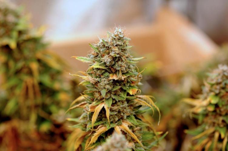 Kannabia - Oreoz USA. Week 22