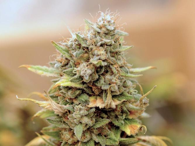 Kannabia - Oreoz USA. Week 22