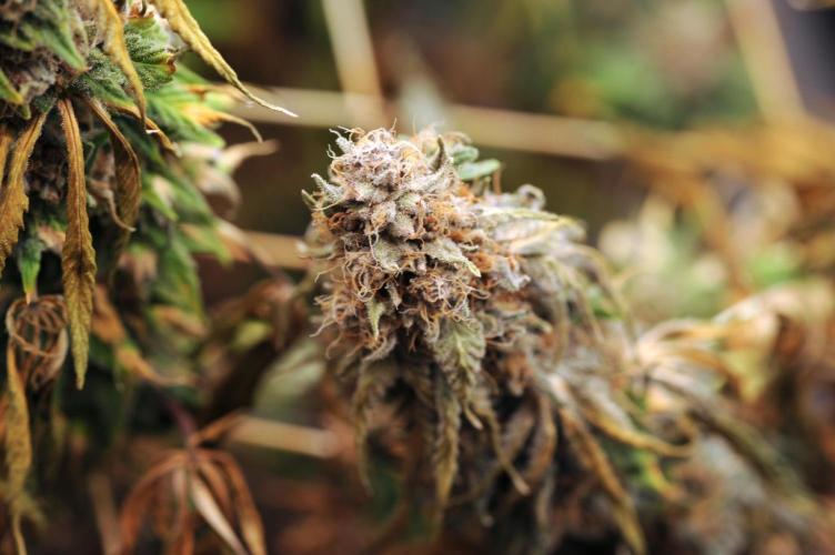 Kannabia - Oreoz USA. Week 22