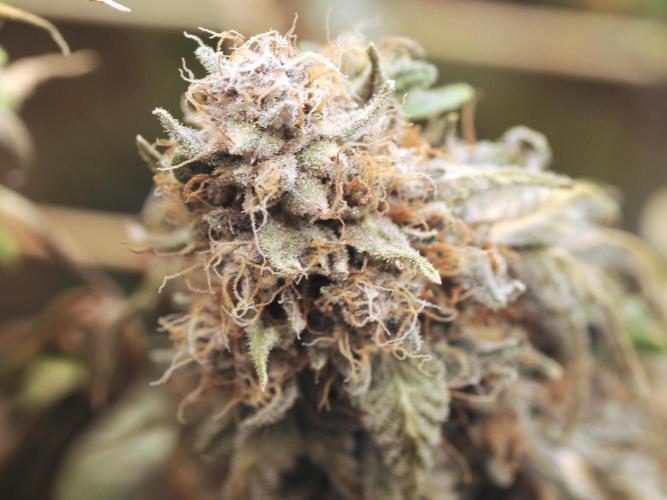 Kannabia - Oreoz USA. Week 22