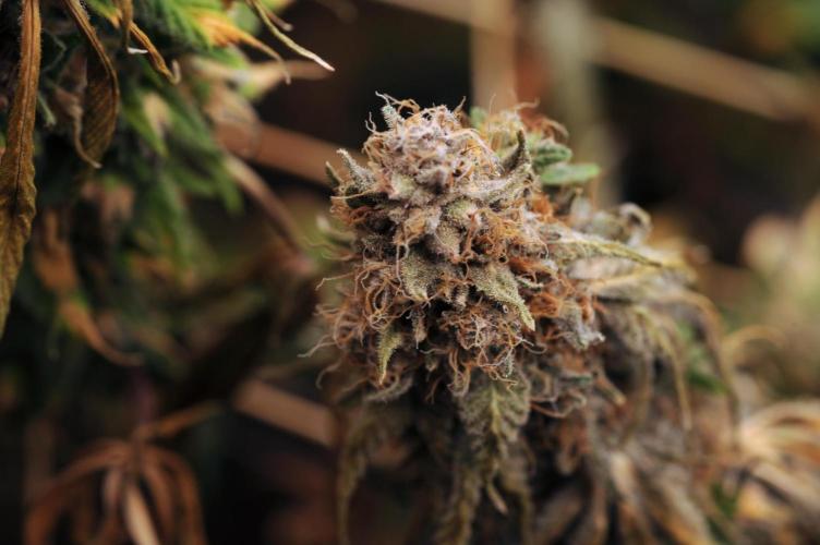 Kannabia - Oreoz USA. Week 22