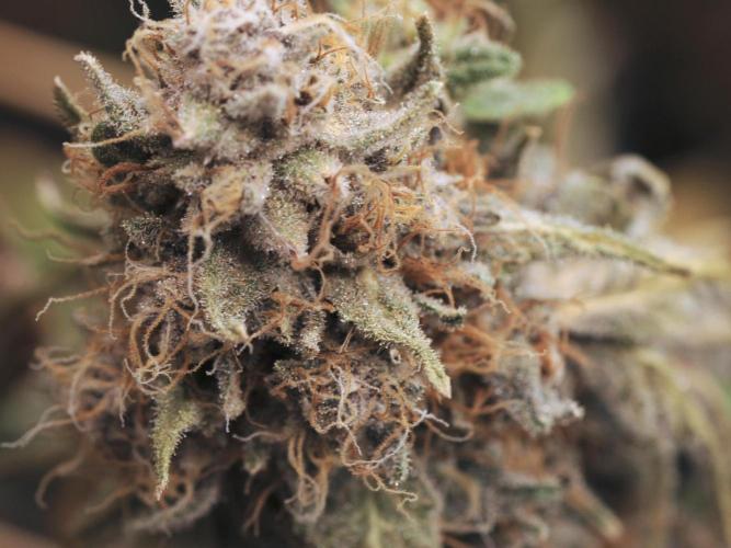 Kannabia - Oreoz USA. Week 22