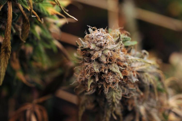 Kannabia - Oreoz USA. Week 22