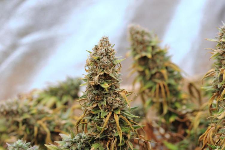 Kannabia - Oreoz USA. Week 22