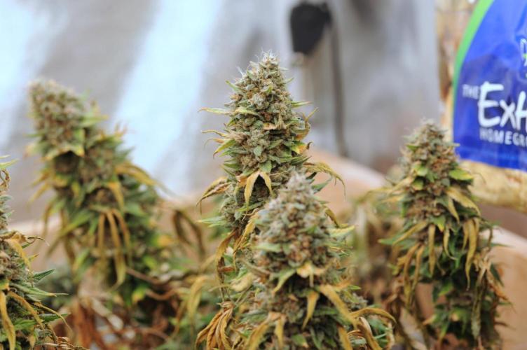 Kannabia - Oreoz USA. Week 22