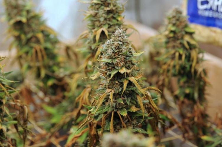 Kannabia - Oreoz USA. Week 22