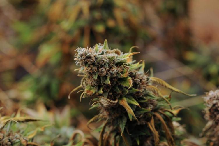 Kannabia - Oreoz USA. Week 22