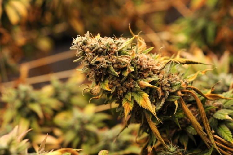 Kannabia - Oreoz USA. Week 22