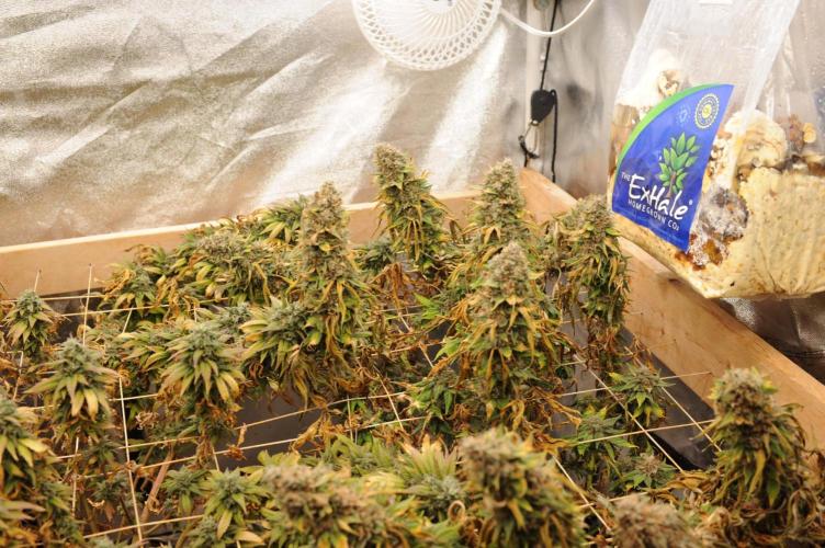 Kannabia - Oreoz USA. Week 22