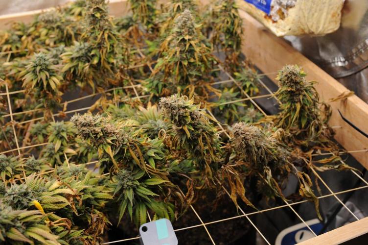 Kannabia - Oreoz USA. Week 22