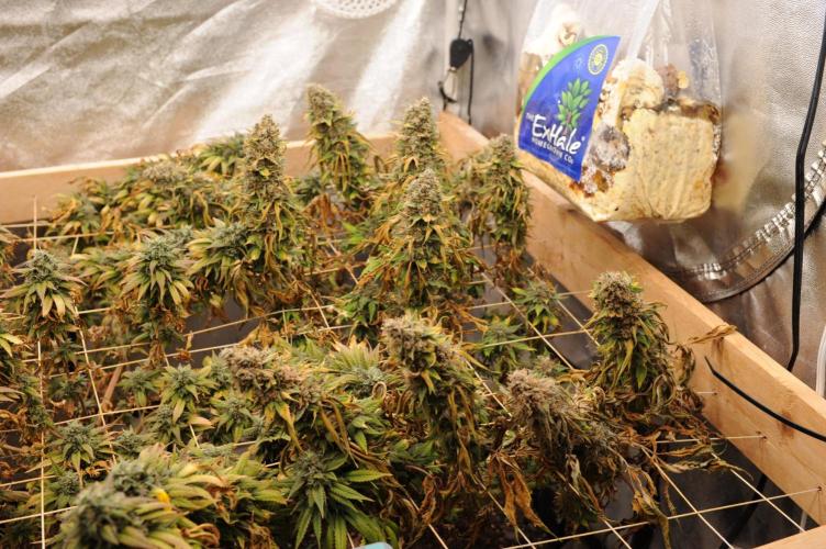 Kannabia - Oreoz USA. Week 22