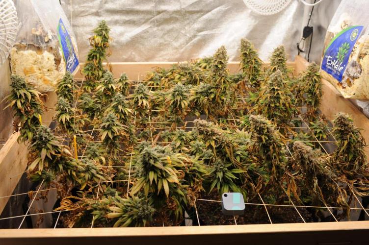 Kannabia - Oreoz USA. Week 22