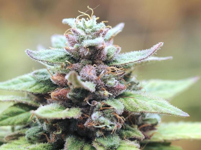 OSS - Trop Cherry. Week 22