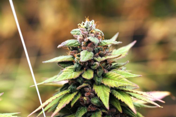 OSS - Trop Cherry. Week 22