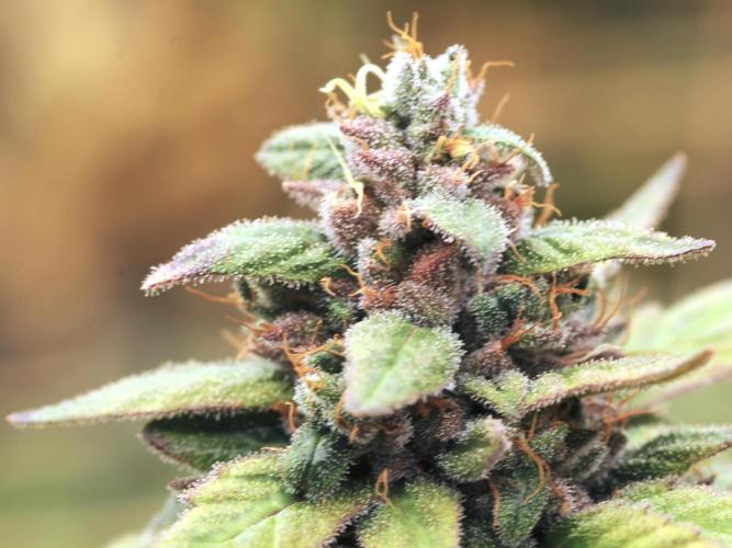 OSS - Trop Cherry. Week 22